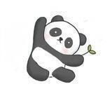 Panda coin🏆请注意虚假频道
