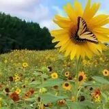 🍁رویای مهر🍁