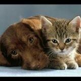 Hund Katze Maus und alle Tiere - unsere Freunde