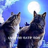 Lunatic-Cats Official Chat