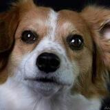 Dokus