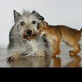 😇🧡💛Welt der Tiere Hund, Katze, Delfine und Naturgeister Traumreisen Meditation🧡💛😇