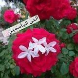 أُنـْــثَــى الــيَــآسـَـــــمِــيــنْ 🌸