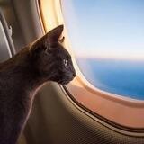Таиланд с питомцем 🐕🐈