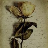 الأزهار الذابلة ..🥀