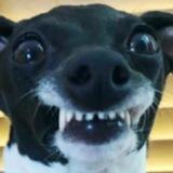 Alles zum Lachen