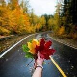 مجله میم🍁