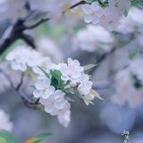 صوريہ🌺ة للصور 📲