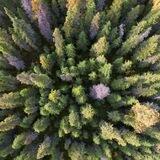 Greenpeace forest news