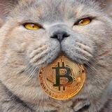 Investor Pavel