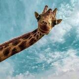 🍭سر به هوا