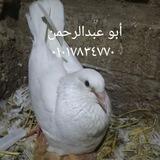 حمام لاحم فرنساوى