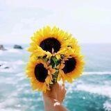🌻عبق الياسمين 🌻