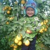 #Лимонария "Фульви+7в"