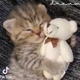 #Котики TikTok