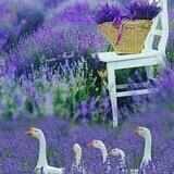 🌳🌷🍃Natur Medizin 🍃🌷🍀