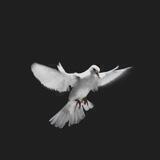 مشڪاة فـاطم..💜