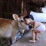 बछड़ा posting | Gau mata