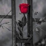 الـﯛرډة الـﺑـﯧﺿـاء 🌺🤍