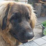 🐶Hundezentrum-Hundsamkeit🐶