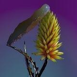 VEGETATION