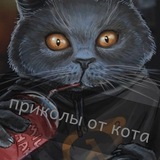 ПРИКОЛЫ ОТ КОТА😹😼