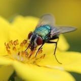 Conspiracy Fly