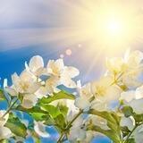 بـــوحالـيـاسـمـيـن