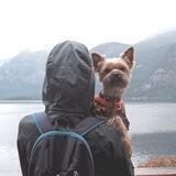 Woof Travel Vanlife / Yocubik путешествия на машине с собакой