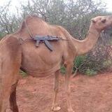 Doki Doki (Tactical camel)!!!