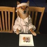 Shibainu doggo🐶