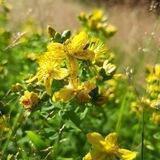 Wildkräuter&Kräuterzauber 🌿🌻🌾
