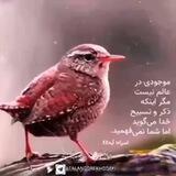 تلنگر خدایی