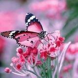 🦋 REFLEXÕES E ENCANTOS 🦋