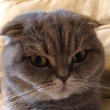 Каменты кота Скрипалей