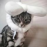 ↑ :🍓: ↓ котики. : : ↲