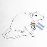 Your fav rat
