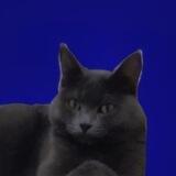 ᴄᴧᴏʍᴀнныᴇ ᴋᴩыᴧья.