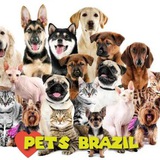 🐶PetsBrazil😻