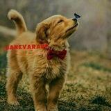 دانستنیهای دنیای حیوانات و طبیعت