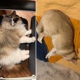 Пёсокотий