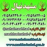 🌱 مشهد نهال 🌱