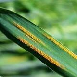 Phytopathology Chat