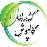 کشاورزان کالپوش