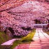 💜🌸خطوة نحو السعادة 369🌸💜
