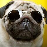mog2times🌻🐶🌻
