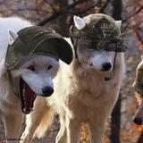 WOLFGANG🐺