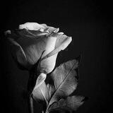 Flowers World/CHANNEL/