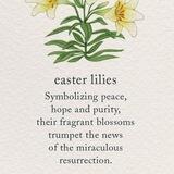 easter lilies 🌿