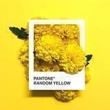 𝙔𝙚𝙡𝙡𝙤𝙬 💛🌼'